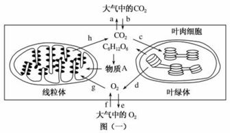 高中生物光合作用试题列表 高中生物细胞代谢