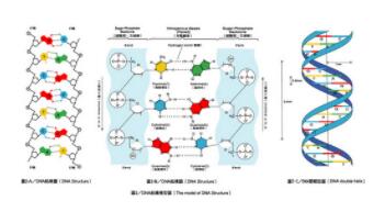 高二生物知识点 光合作用