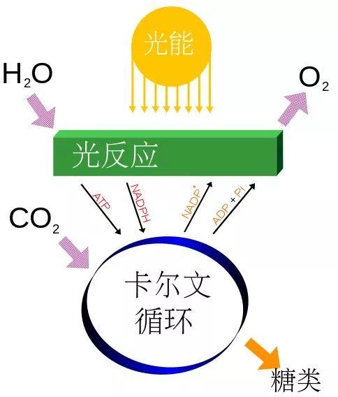 它带来了生命史上最大的灾难,但也是地球生命的未来