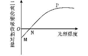 2013东营 如图曲线表示一段时间内某植物叶片吸收二氧化碳与光照强度的关系 以下分析正确的是 a.n点表示该植物既不进行光合作用也不进行呼吸作用 b.mp段表示该植物的光合作用随光照强度的增强而增