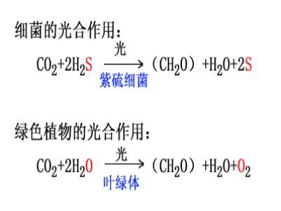 光合作用的化学方程式_