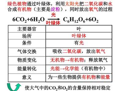 植物的光合作用与呼吸作用