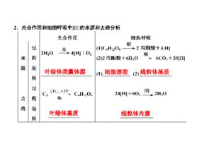 光合作用与细胞呼吸 2012届高考生物一轮复习第11讲
