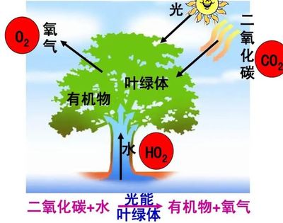 二氧化碳合成淀粉 科学突破与诺贝尔奖前景