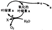 光合色素的纸层析实验分析与推测