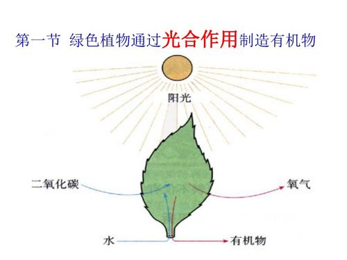 绿色植物通过光合作用制造有机物 生物界的基础过程