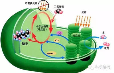 我国科学家破解光合作用结构，推动绿色能源与农业革新
