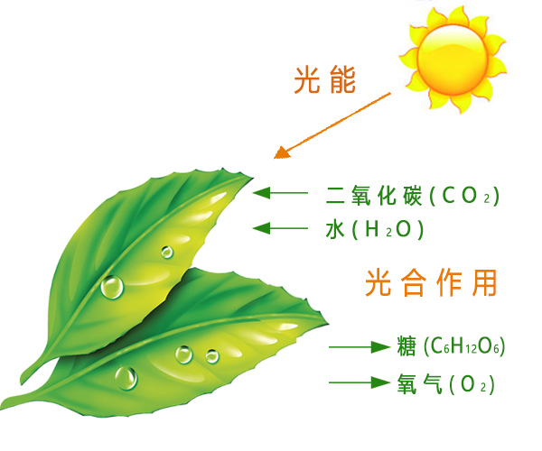 果树光合作用最大化的关键因素与管理策略