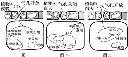 景天科植物的特殊光合作用机制 景天酸代谢（CAM）途径