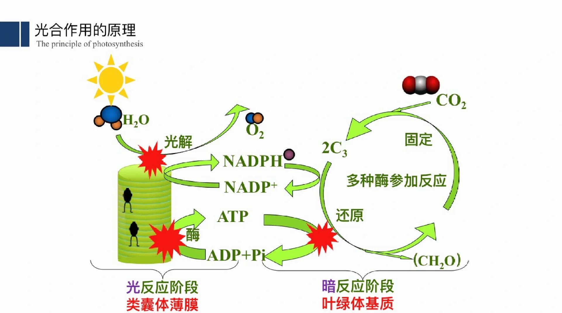 高中生物光合作用知识全解析