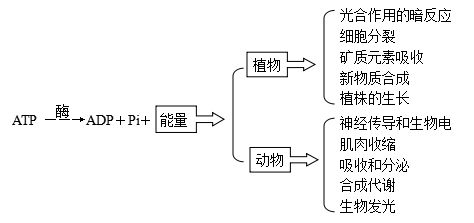 高三生物第二轮复习知识结构 二 生物的新陈代谢