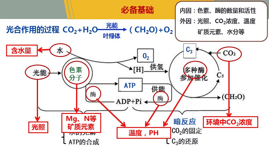 影响光合作用的因素.ppt