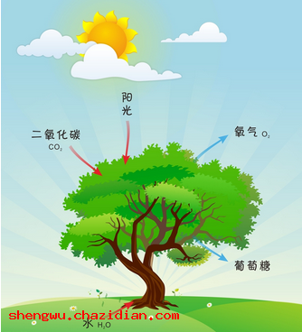 植物的光合作用简介