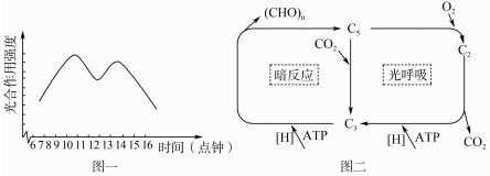 生态系统碳循环的关键过程与光合作用