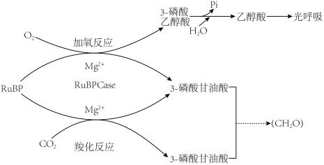 植物叶肉细胞中光合作用与呼吸作用的ATP生成过程解析