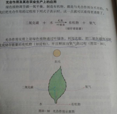 掐指一算，多肉臭美的日子可能不多了！光合作用的秘密与多肉植物的生存智慧