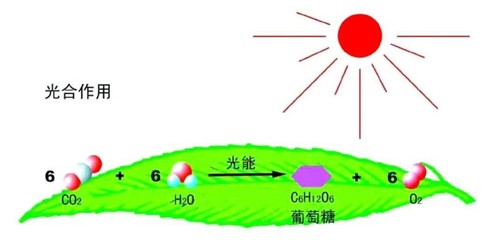 据说最美寝室里，都少不了它——光合作用