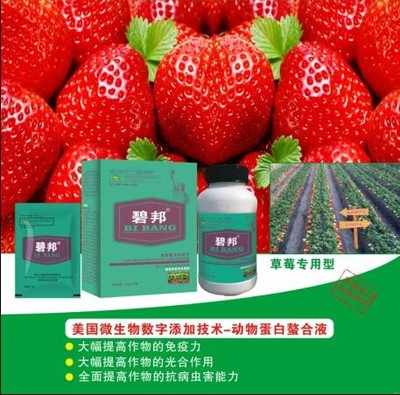 山东莘县进口叶面肥和冲施肥经销商 光合作用在农业增产中的关键作用