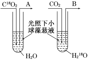 光合作用的过程及影响光合作用的环境因素