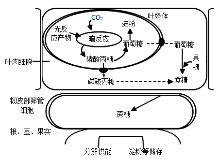 植物光合作用的产物 不止是淀粉与脂肪的生命之源