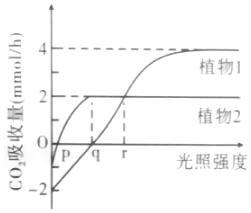高考倒计时12天 高中生物光合作用大题精讲与突破