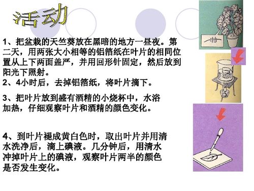 光合作用第1课时 探索生命的能量之源