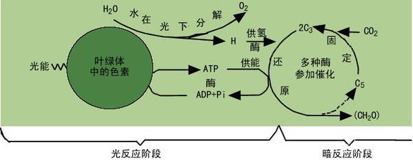 没有氧气的地球 光合作用消失后的末日景象