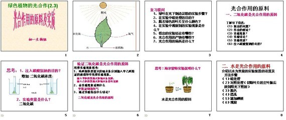 绿色植物的光合作用