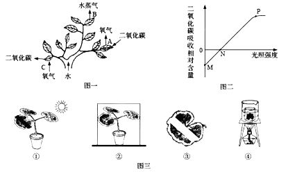 夏日清凉何处寻？紫金公园的绿意与光合作用