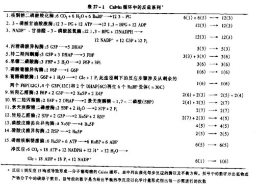 光合作用与水 深入解析水在光合作用中的产生阶段