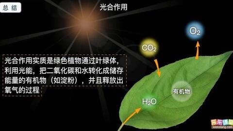 植物的生命之源 蒸腾作用与光合作用的协同交响